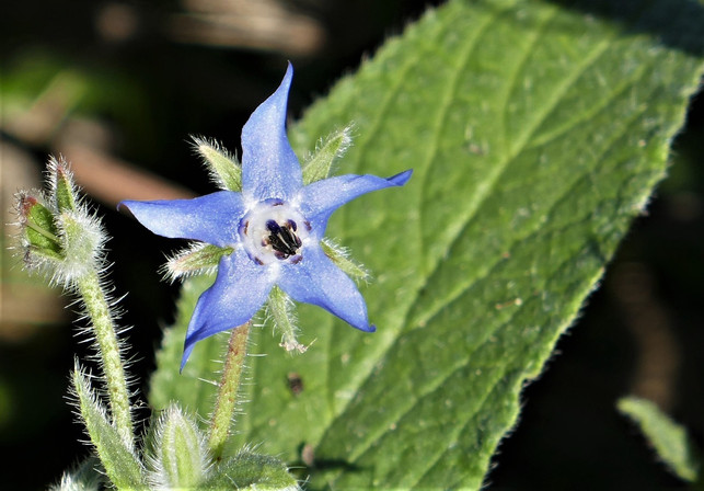 das-gurkenkraut-ist-ein-wahres-kuechentalent-cc0-pixabay-18986-181017_download Das Gurkenkraut ist ein wahres Küchentalent.