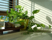Pflanze fürs Badezimmer