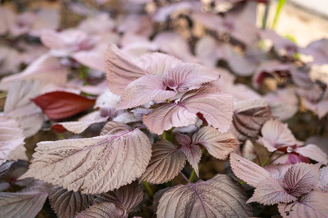 die-umeboshi-erhaelt-ihre-faerbung-durch-rote-shiso-cc0-pixabay-marsraw-220506_download Die Umeboshi erhält ihre Färbung durch rote Shiso-Blätter.