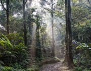 regenwald abholzung