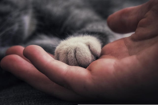 wenn-die-katze-anhaenglich-ist-und-viel-kuscheln-wi-cc0--pixabay--schwarzwaldandi-251002_download Wenn die Katze anhänglich ist und viel kuscheln will, kann das schön sein. Es kann aber auch bedeuten, dass deine Katze sich verzweifelt nach deiner Gesellschaft sehnt, weil sie sich tagsüber einsam fühlt.