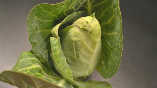 spitzkohl-roh-essen-cc0-pixabay-sphaeroid-210714 Spitzkohl roh essen