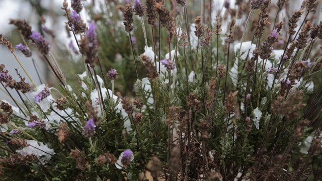 Lavendel überwintern