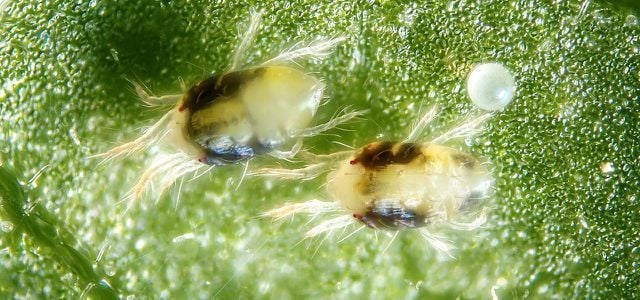 auch-spinnmilben-stehen-auf-dem-speiseplan-von-rau-cc-by-sa-20-by-a-hrefhttpswwwflickrcomp-190227_download Auch Spinnmilben stehen auf dem Speiseplan von Raubmilben.