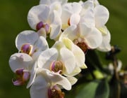 Wie oft Orchideen gießen