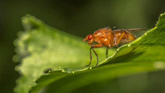 kirschessigfliege-cc0-pixabay-erik_karits-200828 Kirschessigfliege