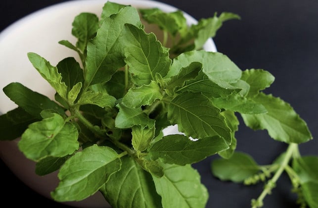 tulsi-indisches-basilikum-cc0-pixabay-azlin-180514_download Tulsi-Tee wird aufgrund seiner Wirkung in der ayurvedischen Heilkunde verwendet.