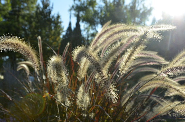 am-besten-gedeiht-das-lampenputzergras-an-sonnigen-cc0-pixabay-onkelramirez1-211103_download Am besten gedeiht das Lampenputzergras an sonnigen Standorten.