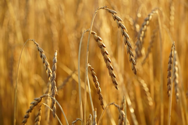 anders-als-hafer-enthaelt-dinkel-selen-cc0-pixabay-hans-250217_download Anders als Hafer enthält Dinkel Selen.