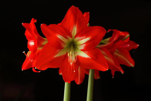 amaryllis-ist-als-zimmerpflanze-beliebt-in-der-wei-cc0-pixabay-herbert2512-231204_download Amaryllis ist als Zimmerpflanze beliebt in der Weihnachtszeit.