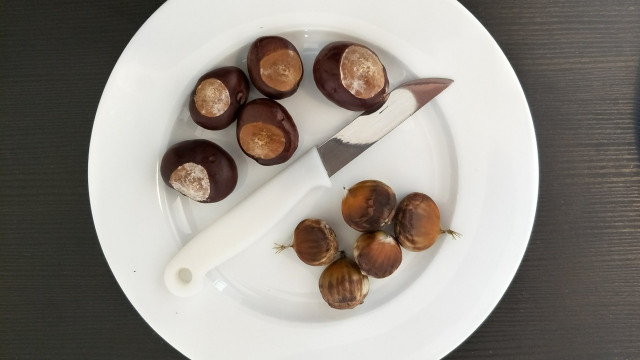 kastanie-essbar-esskastanie-maronen-sven-christian-schulz-utopia-170906 Kastanie essbar, Esskastanie, Maronen