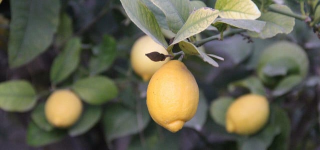 Zitronenbaum umtopfen