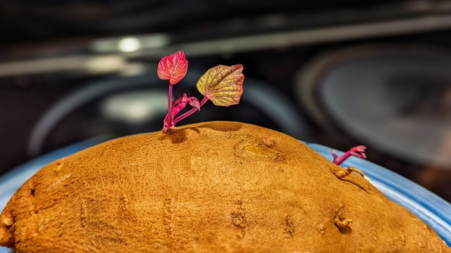 suesskartoffel-als-zimmerpflanze-cc0--pixabay--mollyroselee-251105 Süßkartoffel als Zimmerpflanze