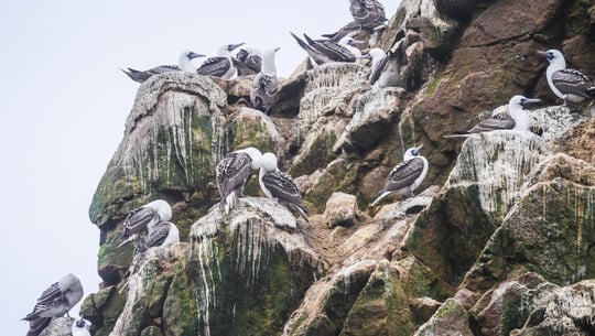 guano-duenger-cc0-pixabay-monikap-190629 Guano-Dünger