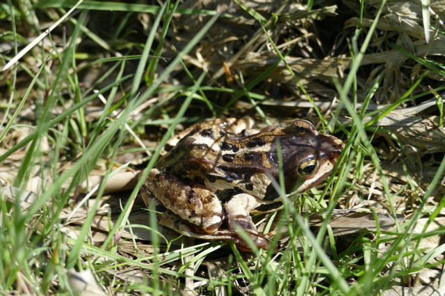 The moor frog is threatened by the draining of the moors.