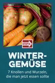 Wintergemüse - 7 Knollen und Wurzeln, die man jetzt essen sollte Wintergemüse - 7 Knollen und Wurzeln, die man jetzt essen sollte