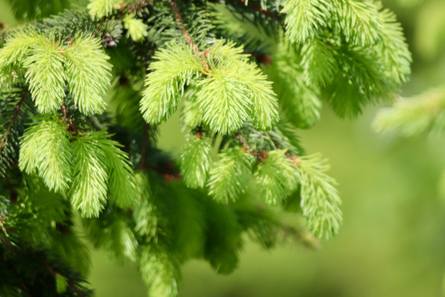 sogar-in-fichtenspitzen-steckt-vitamin-c-cc0--pixabay--nennieinszweidrei-250519_download Sogar in Fichtenspitzen steckt Vitamin-C