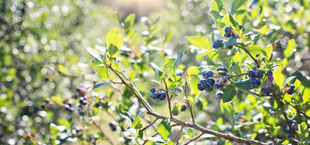 blaubeeren nachbarpflanzen