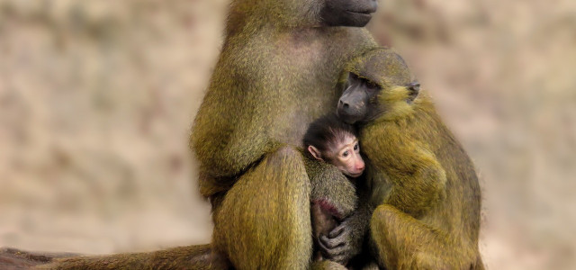 Das Deutsche Primatenzentrum erhält zwei Paviane vom Augsburger Zoo.