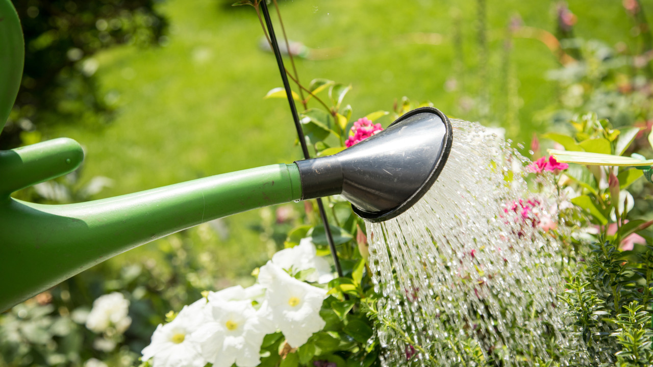 Pflanzen im Sommer gieen: So geht's richtig - Utopia.de