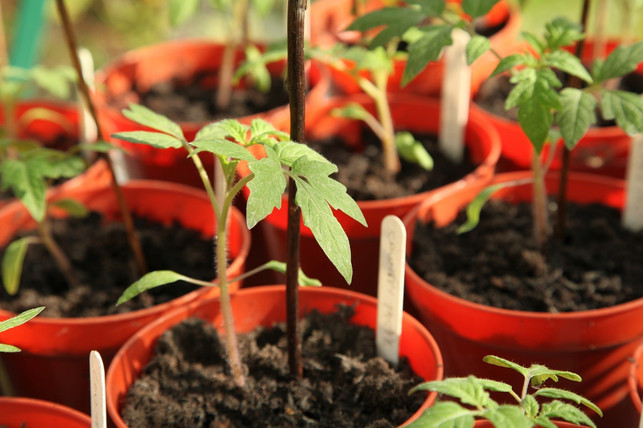 kleine-tomatenpflanzen-die-in-einem-gewaechshaus-a-cc0-pixabay-jag2020-210409_download Kleine Tomatenpflanzen, die in einem Gewächshaus angepflanzt werden können.