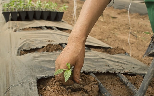 wwoofing-reisen-und-fuer-kost-und-logis-auf-biolog-cc0-public-domain-pixabay-photoac-170731 Beim Wwoofing lernst du viel über nachhaltige Landwirtschaft.