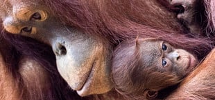 Orang-Utans schützen