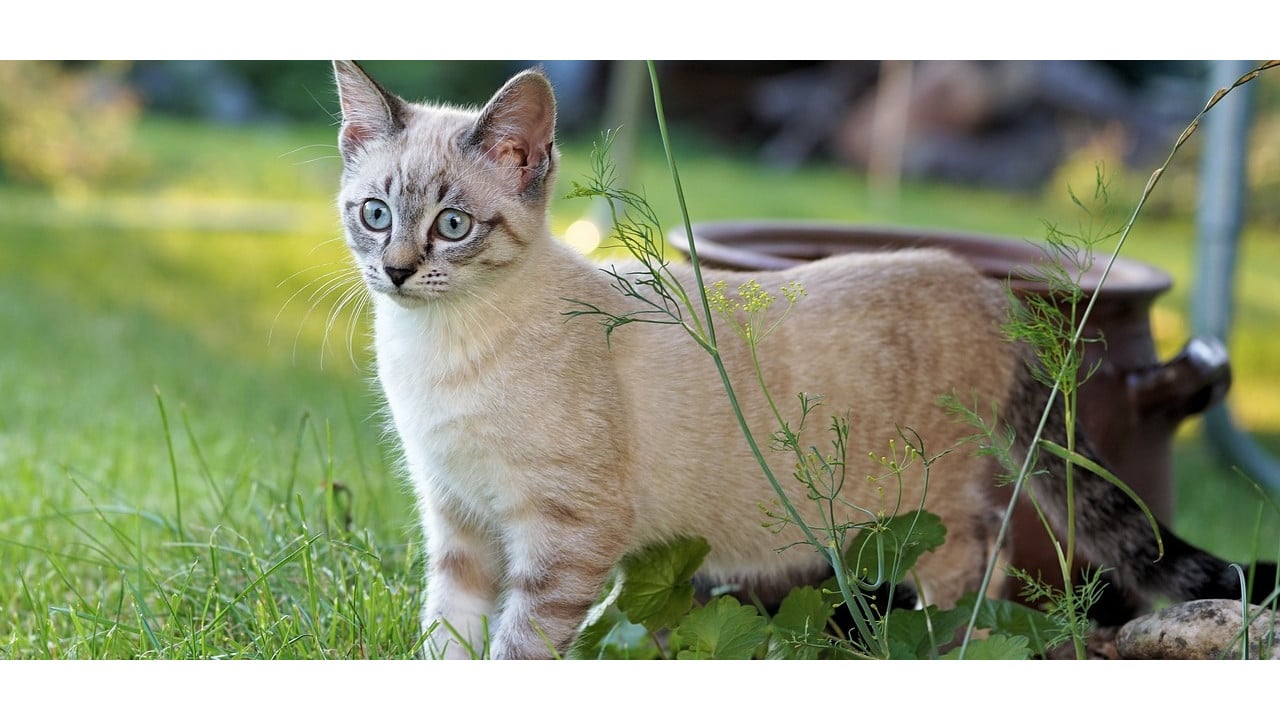 Katze vertreiben: Mit diesen sanften Methoden wird dein Garten katzenfrei 