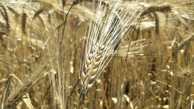 bio-saatgut-sven-christian-schulz-utopia-180908 bio saatgut