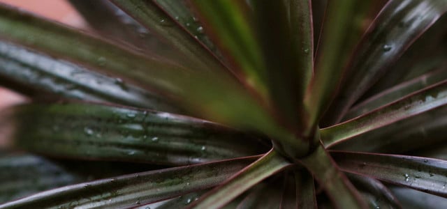 Nicht nur Wasser und Nährstoffe: Was Zimmerpflanzen noch brauchen – wichtige Alltagsroutine (Foto: CC0 Public Domain - Unsplash/ Alfred Quartey) Nicht nur Wasser und Nährstoffe: Was Zimmerpflanzen noch brauchen – wichtige Alltagsroutine