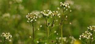 Hirtentäschlkraut