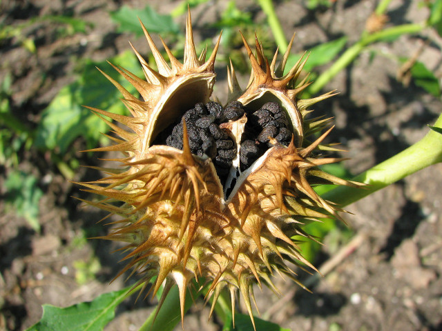 In autumn and winter, the dried seed pods of the thorn apple burst open, allowing the plant to spread further.