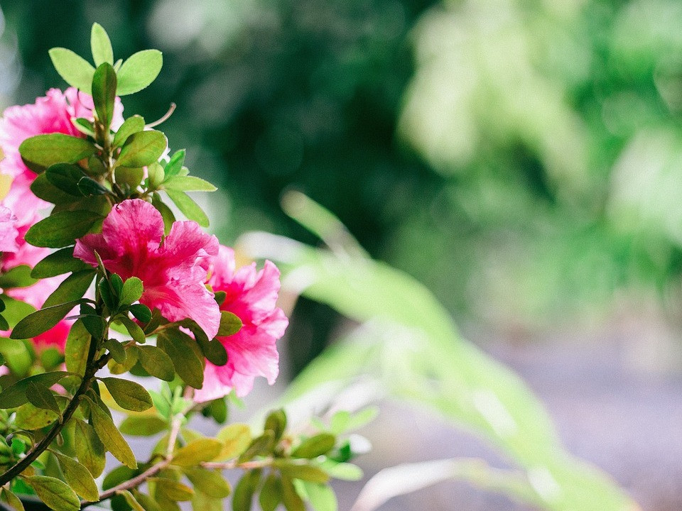 Blumen am besten dngen: Hausmittel und Zeitpunkt - Utopia.de