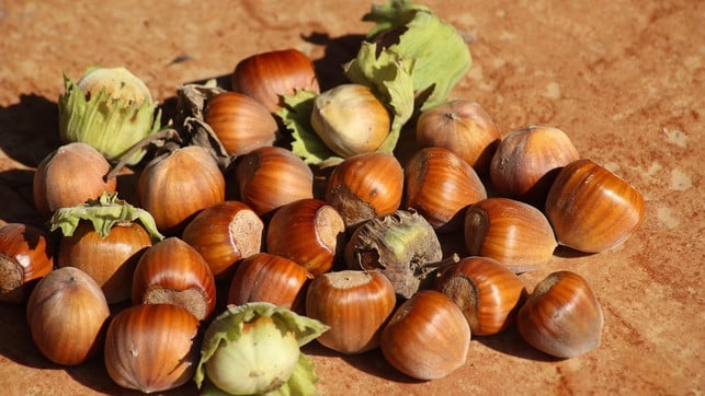 haselnuesse-ernten-cc0-pixabay-_alicja_-200921 Haselnüsse ernten