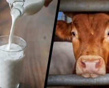 Studie zeigt, warum Bio-Milch besser ist – trotz eines angeblichen Nachteils