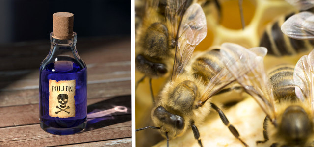 Bienen Insekten Pestizide Gift