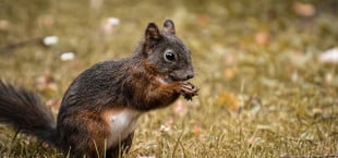 eichhörnchen füttern