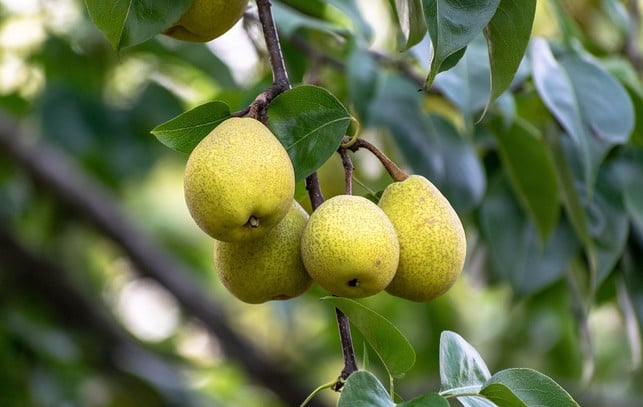 mit-der-herbstpflanzung-kannst-du-frostunempfindli-cc0-pixabay-balouriarajesh-221023_download Mit der Herbstpflanzung kannst du frostunempfindlichen (Obst-)Bäumen zu einem guten Start verhelfen.