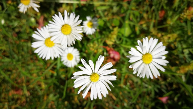 gaensebluemchen-werden-in-der-naturheilkunde-zur-beh-cc0-pixabay-heart_stuff-250321_download Gänseblümchen werden in der Naturheilkunde zur Behandlung verschiedener Beschwerden eingesetzt.