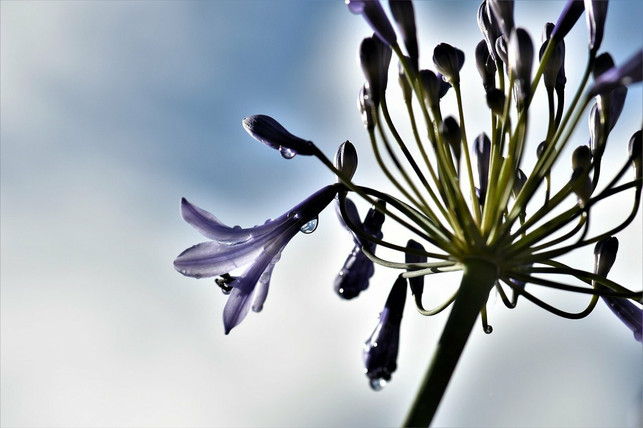 43+ Agapanthus Überwintern Garage, Wie deine schmucklilien den