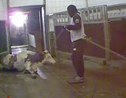 Fleischskandal: kranke Tiere in einem Schlachtbetrieb