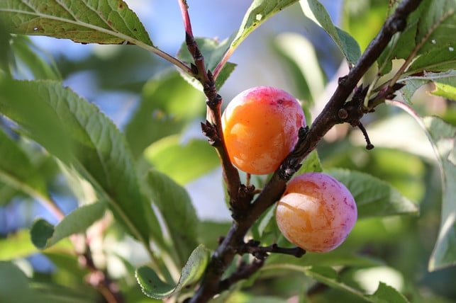 Mirabellen-Marmelade: Ein Rezept für den fruchtigen Brotaufstrich ...