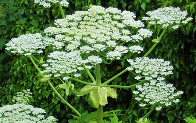 Gefährlich für Hund und Katze: Vorsicht vor Riesen-Bärenklau! Riesen-Bärenklau
