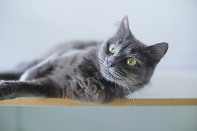 katzen-reagieren-unter-anderem-auf-geraeusche-mit-cc0--pixabay--alllessandro_-251004_download Katzen reagieren unter anderem auf Geräusche, mit denen sie positive Dinge verbinden.