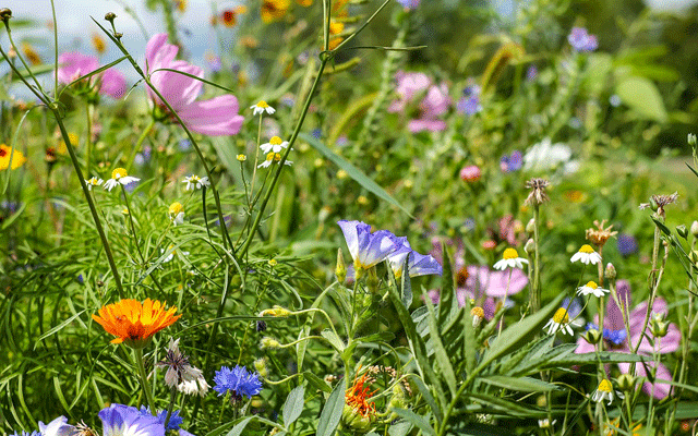flower-meadow-1657016_pixabay_couleur_640x400 bienenfreundliche Pflanzen Garten Balkon