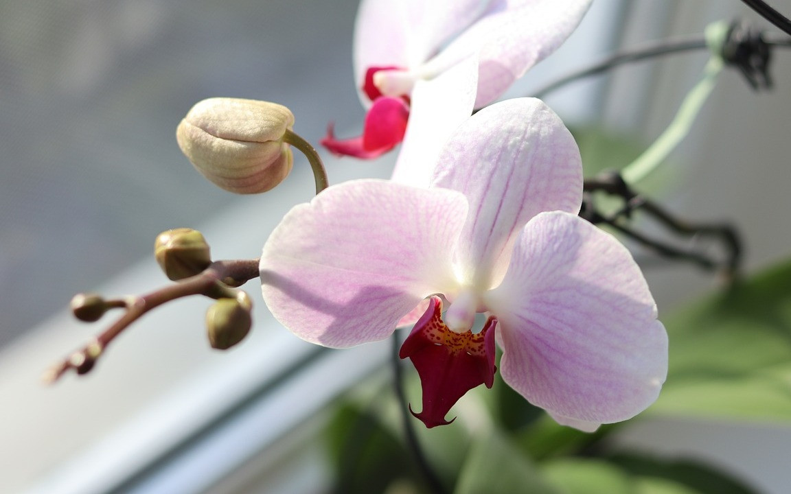 Hausmittel: Mit dieser Backzutat kannst du auch Orchideen dngen - Utopia.de