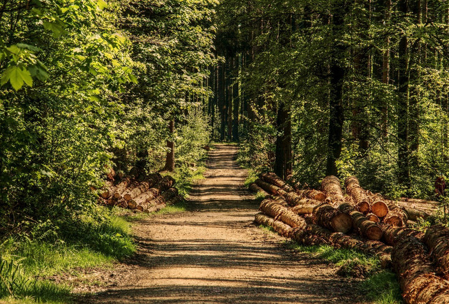 um-holz-im-wald-sammeln-zu-duerfen-kannst-du-einen-cc0-pixabay-pixel2013-221020_download Um Holz im Wald sammeln zu dürfen, kannst du einen Sammelschein oder einen Selbstwerberschein beantragen.