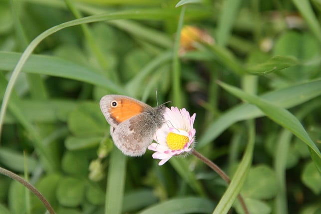 schmetterlinge-und-andere-insekten-fuehlen-sich-in-johannes-renner-utopia-211113_download Schmetterlinge und andere Insekten fühlen sich in wilden Ecken in deinem Garten besonders wohl.