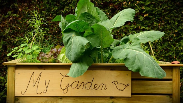 hochbeet-ueberwintern-cc0--pixabay--congerdesign-251109 Hochbeet überwintern