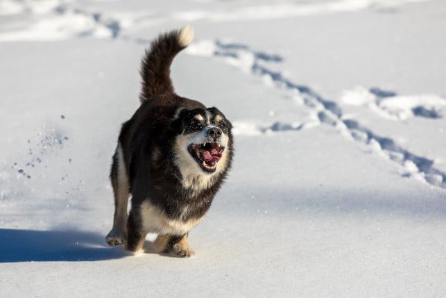 Does the dog just want to play or is there more behind it? To interpret aggressive behavior in dogs properly helps you know when you should stay away.